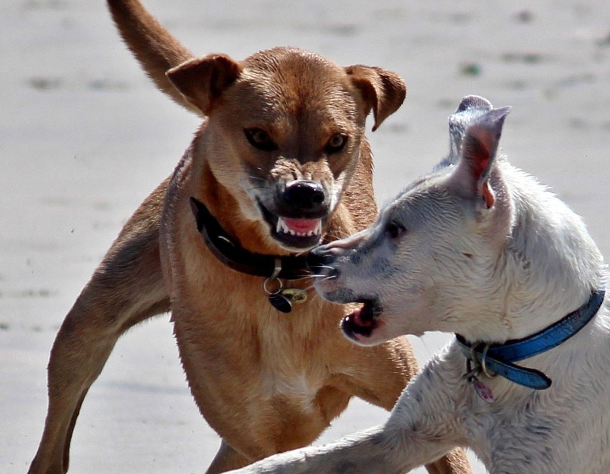 Resozialisierung von Hunden mit offensiv-aggressivem Verhalten